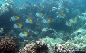 School of Threadfin Butterflyfish